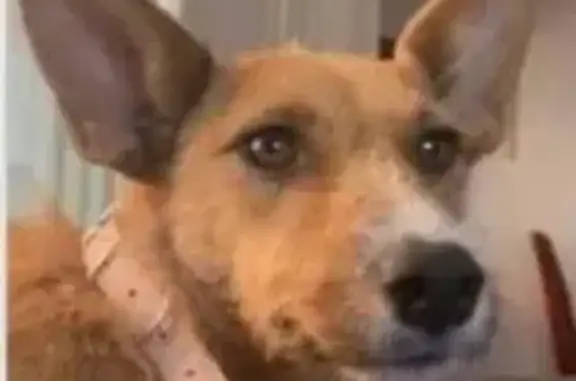 Perro perdido en Elche: naranja y blanco