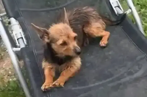 ¡Ayuda! Perrita perdida en Calle Mayor, Murcia