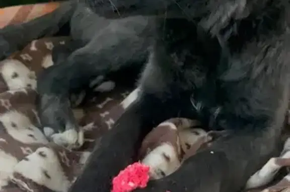 Perro Negro Juguetón Encontrado en Pachuca