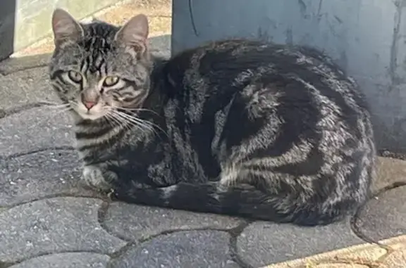 Petite chatte trouvée à Noisy-sur-École - photo