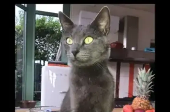 Animaux perdus Golbey, photo: Chat gris perdu, 7 ans, malade rénal