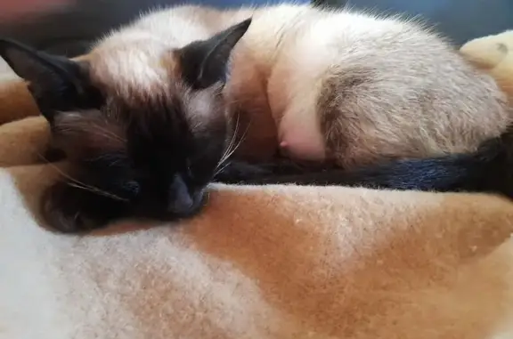 Chat trouvé Bagnols-sur-Cèze, photo: Chatte siamoise trouvée avec puce étrangère