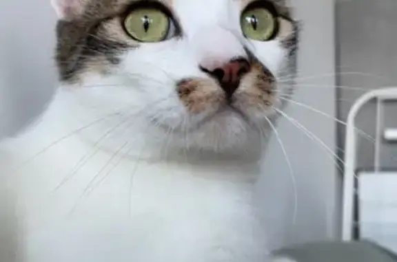 Animaux perdus Saint-Nazaire, photo: Chat tigré perdu à Saint-Nazaire