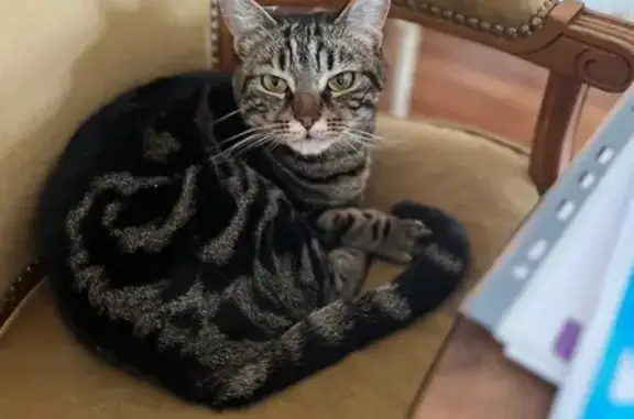 Animaux perdus , photo: Chat perdue, Gris/Noir, Saint-Georges-sur-la-Prée