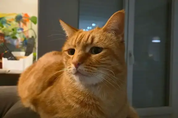 Chat perdu, Saint-Benoît-sur-Loire, photo: Chat roux perdu, craintif, St-Benoît