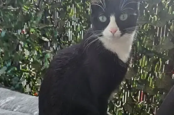 Chat perdu, Vénissieux, photo: Chatte perdue, Vénissieux, rue Louise Michel