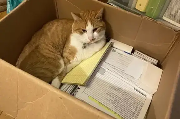 Chat perdu : Kedi, mâle blanc et roux, 3 ans - photo