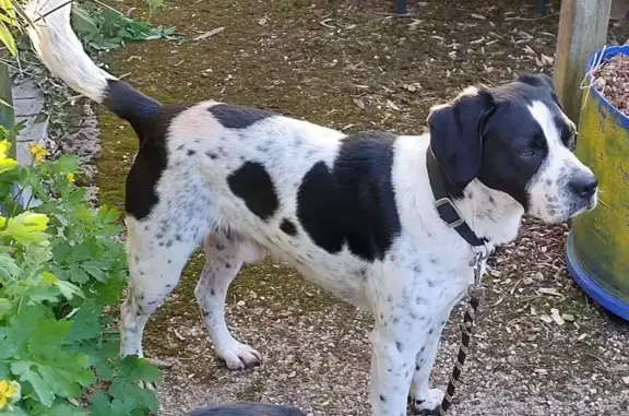 Chien perdu, croisé pointer, Requeil - photo