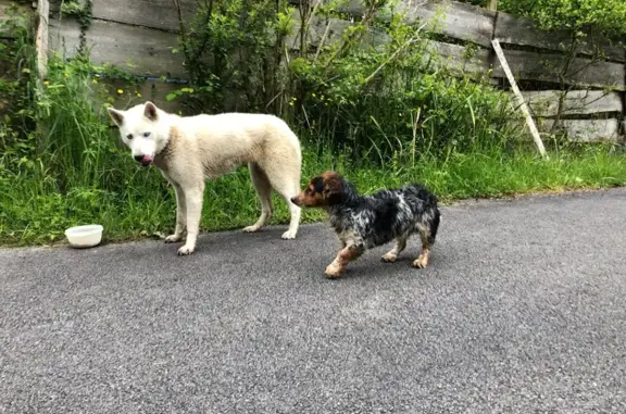 Husky et teckel trouvés à Salies-de-Béarn - photo