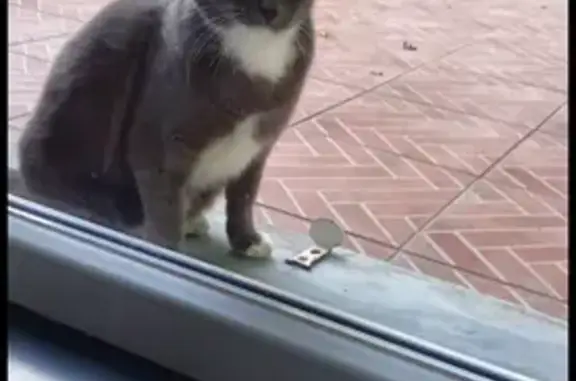 Animaux perdus Gujan-Mestras, photo: Chat perdu à Gujan-Mestras, 3 pattes