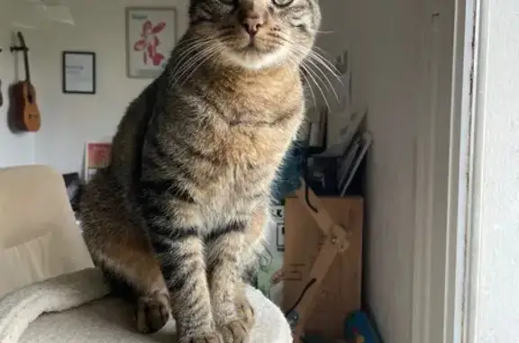 Animaux perdus Naveil, photo: Chat Moka perdu à Naveil, rue Gauguin