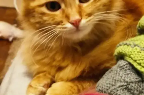 Chat roux perdu, très craintif à Vernon - photo