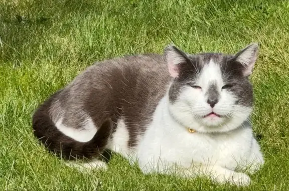 Chatte douce disparue près de Dol-de-Bretagne - photo