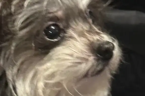 Lost Dog: Black/Brown, East Adams Blvd