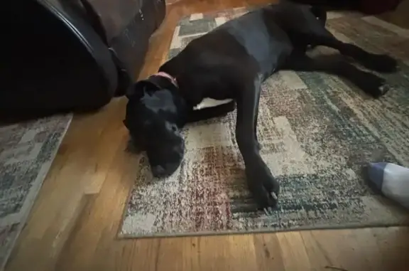 Lost Great Dane: Black with Pink Collar