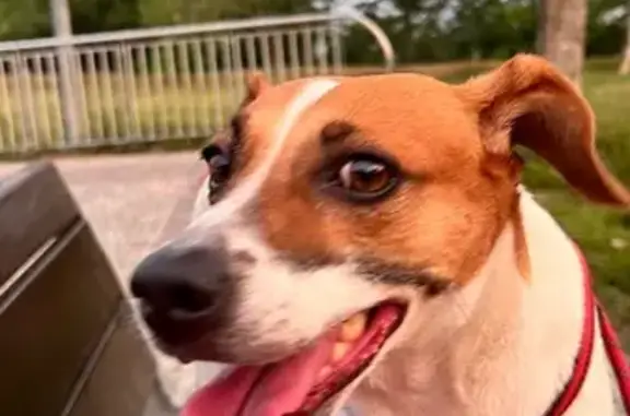 Nome: Maria Idade: 8 anos Cor: Branca com manchas avermelhadas Porte: Médio Temperamento: Muito dócil Está no cio! Ela nunca saiu sozinha antes e pode estar desorientada. Por favor, se alguém a viu ou acolheu, entre em contato imediatamente! (92)98118-7379 / (92)98614-5555