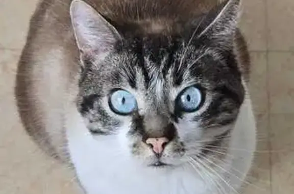 Chat perdu, , photo: Chat siamois perdu à Chezal-Benoît