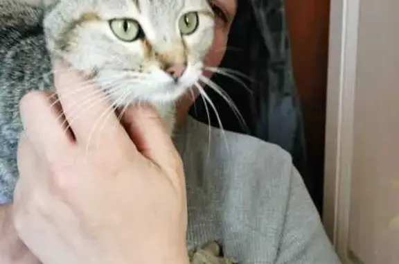Chatte docile trouvée à Manosque - photo