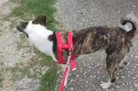 Procura-se: Kiara, Cachorra Dócil Desaparecida
