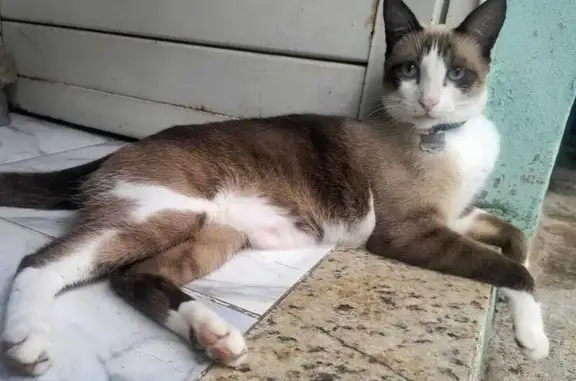 Ajude a Encontrar Petruchio: Gato Perdido