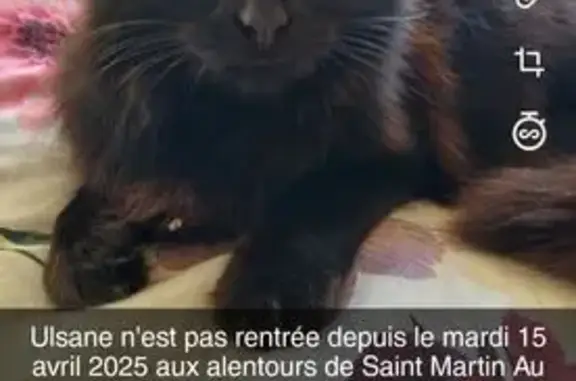 Chatte noire perdue à Saint-Martin - photo