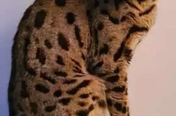 Animaux perdus La Garenne-Colombes, photo: Chatte Bengal perdue à La Garenne-Colombes
