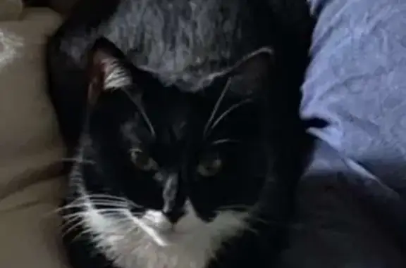 Chat perdu, , photo: Chatte noire perdue, sociable, Cœur de Causse