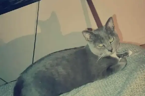 Chatte grise perdue à Escaudœuvres - photo