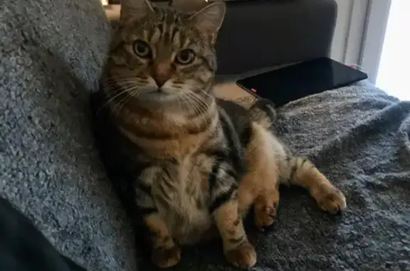 Chatte perdue Nice : Bella, queue tordue - photo