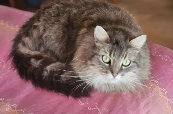 Chat trouvé , photo: Chatte grise câline trouvée Rue du Prieuré