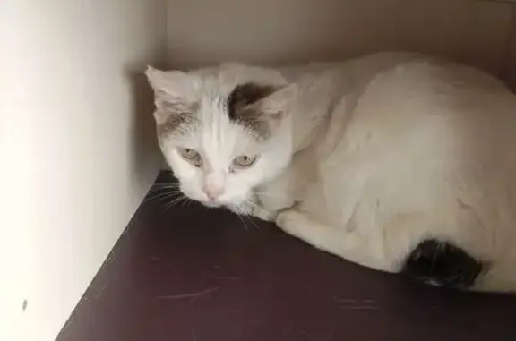 Chatte blanche perdue Rue Mère Thérésa - photo
