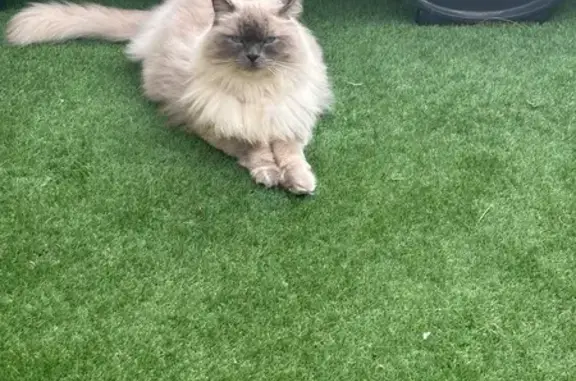 Gato Perdido: Grande, Blanco y Gris, Ojos Azules