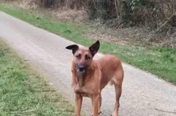 Chien perdu Quistinic, photo : Chien perdu Nawak, 8 ans, vu à Pont Augan