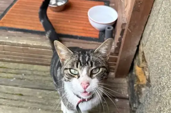 Animaux trouvés Val-Couesnon, photo: Chat gris et blanc trouvé, très affectueux