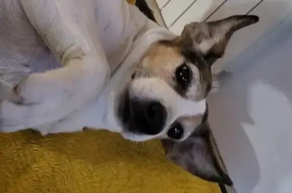 Chien perdue : Pooky, 10 ans, épileptique - photo