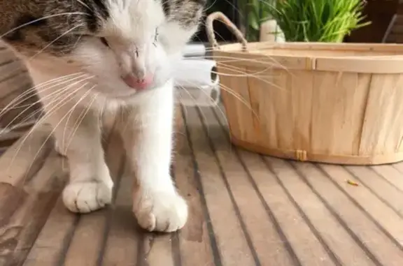 Chat trouvé : blanc et gris, très câlin, Florange - photo