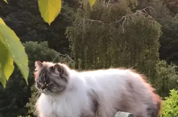 Animaux perdus Hédé-Bazouges, photo: Chat blanc perdu, poil long et court