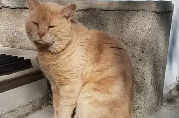 Chat perdu, Montreuil, photo: Chat beige perdu à Montreuil, rue Hoche