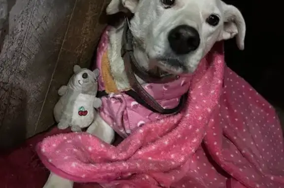 cachorro desaparecida
