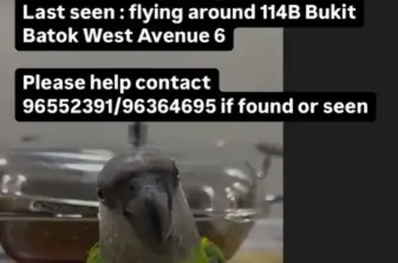 Lost Bird: Vibrant Green & Black Feathers