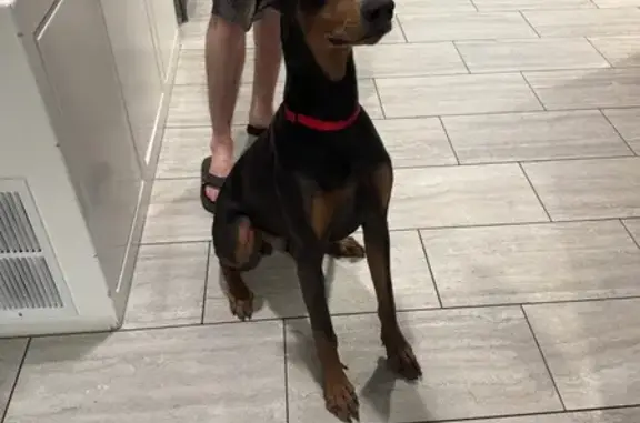 Found Dog: Docked Tail, Chandler Area