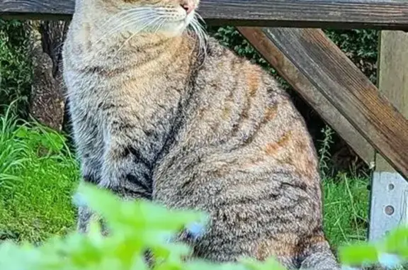 Animaux perdus Sainte-Luce-sur-Loire, photo: Chatte Noodle perdue à Sainte-Luce-sur-Loire