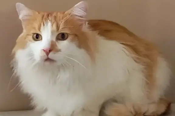 Chat perdu, Fondettes, photo: Chat perdu : roux et blanc à Fondettes