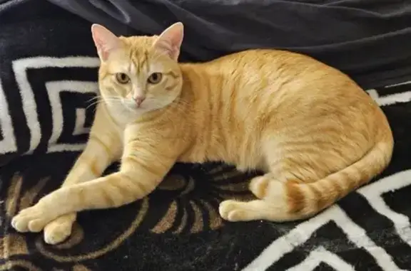 Animaux perdus Noisy-le-Roi, photo: Chat roux tigré perdu à Noisy-le-Roi
