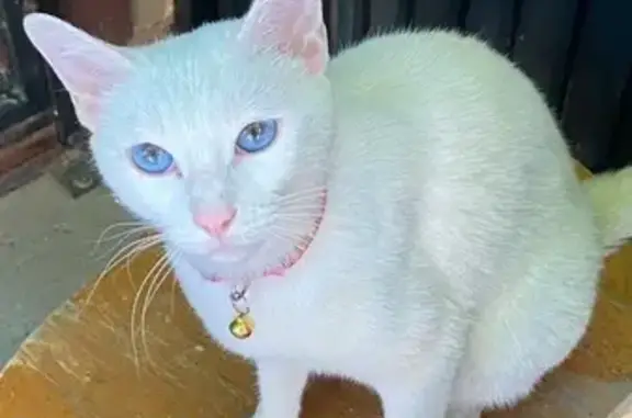 Lost Siamese Cat: White Fur, Red Collar