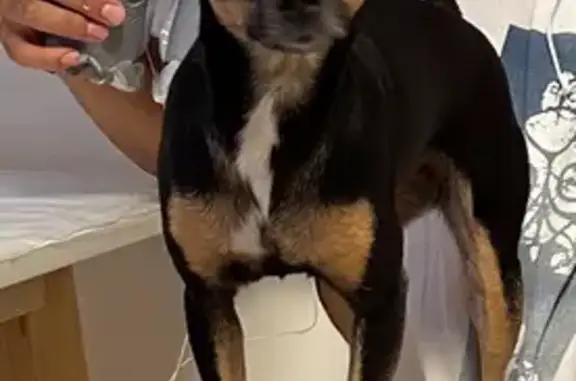 Perro Perdido: Manchas Blancas y Marrones
