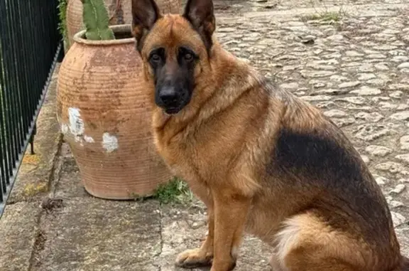 Perro Perdido: MA-3440 en Inca