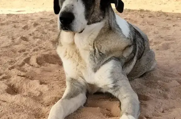 Perro Perdido en Llubí: MA-3440