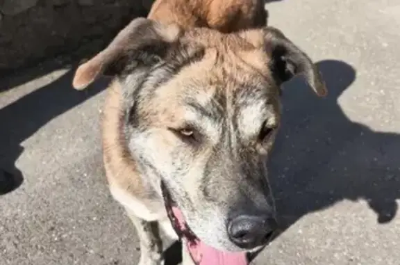 Perro grande y cariñoso encont...