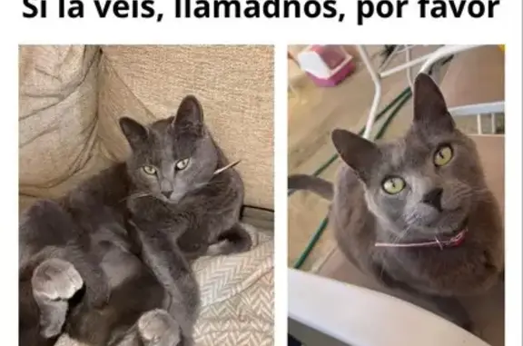 Gatita Gris Perdida en Pòrtol: ¡Ayúdanos!